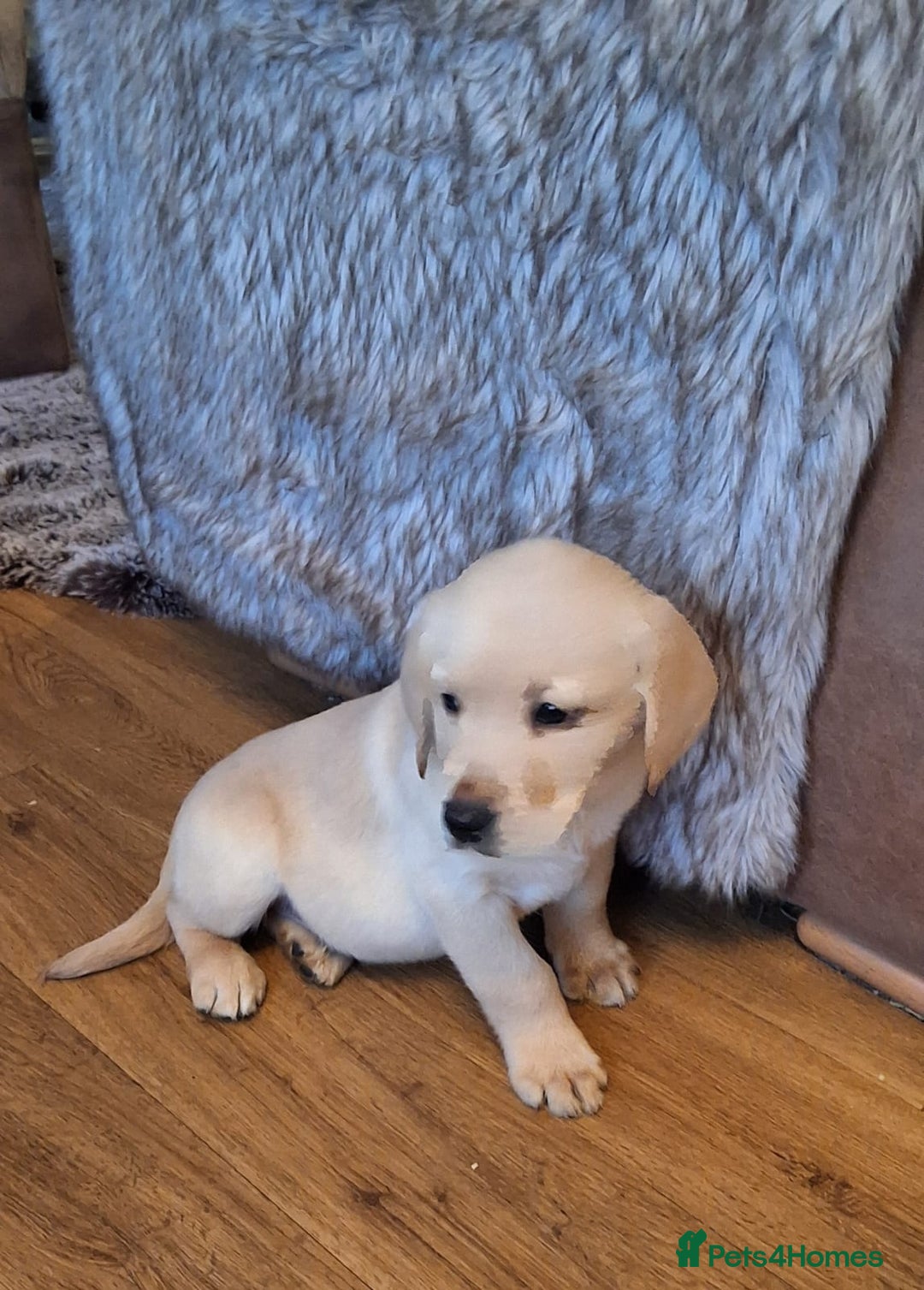 Goldador dogs for sale: Goldador puppies  - Advert 29