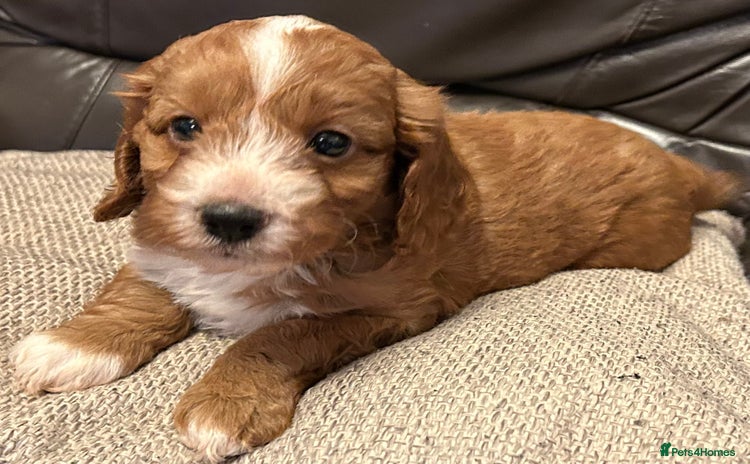 Cockapoo dogs - Advert 8