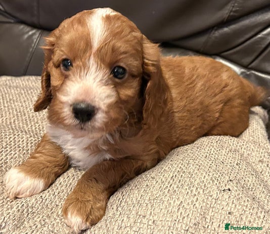 Cockapoo dogs - Advert 8