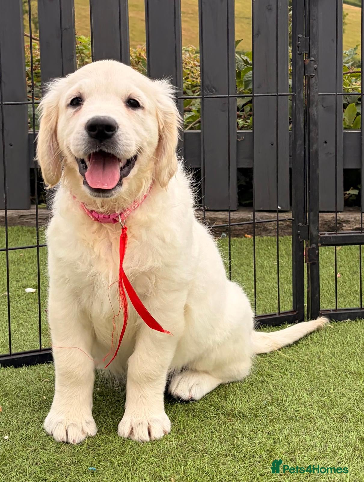 Golden Retriever dogs Kc registered health tested parents  - Advert 1