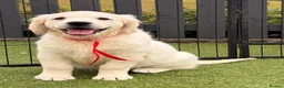 Golden Retriever dogs for sale: Kc registered health tested parents  - Advert 1