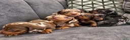 Miniature Dachshund dogs for sale: 🐾 KC Reg Mini Dachshund Pups Licensed Breeder 🐾  - Advert 4