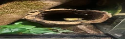 Mixed Breed reptiles for sale: Multiple reptiles for rehome in Solihull - Advert 18