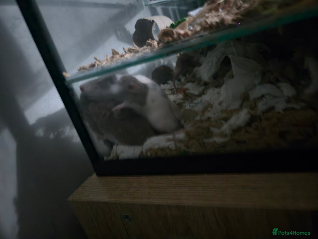 Rat rodents for sale: Dwarf Dumbo Rats - Advert 3