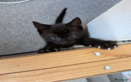 Domestic Shorthair cats for sale: Gorgeous male and female kittens for sale. - Image 4