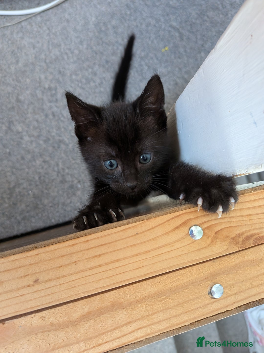 Domestic Shorthair cats for sale: Gorgeous male and female kittens for sale. - Image 4