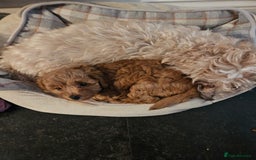 Maltipoo dogs for sale: Stunning Maltipoo Puppies ❤️  - Image 14