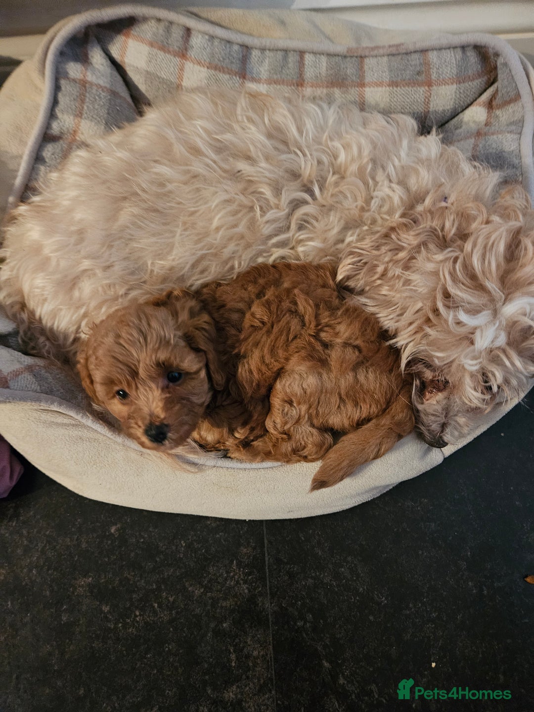 Maltipoo dogs for sale: Stunning Maltipoo Puppies ❤️  - Image 14