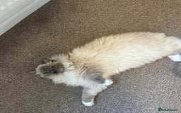 Ragdoll cats for sale: Lenny - rehoming - Image 2