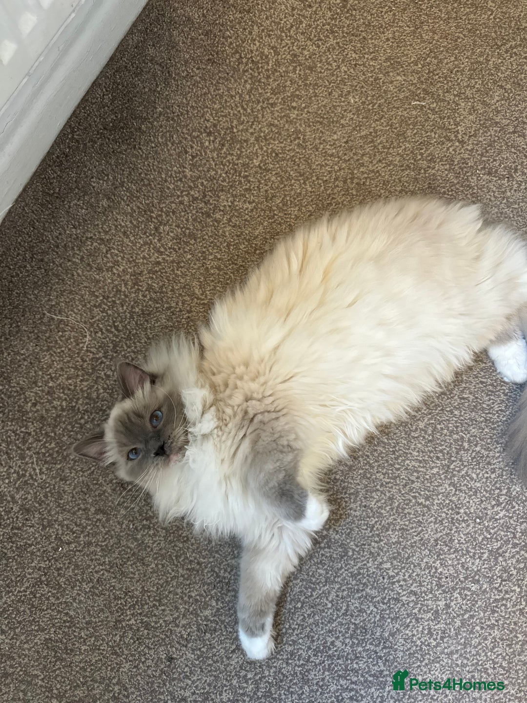 Ragdoll cats for sale: Lenny - rehoming - Image 2
