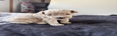 Maltipoo 1