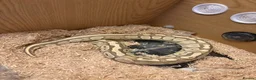 Python Snake reptiles for sale: Ball python  in Bradford - Advert 1