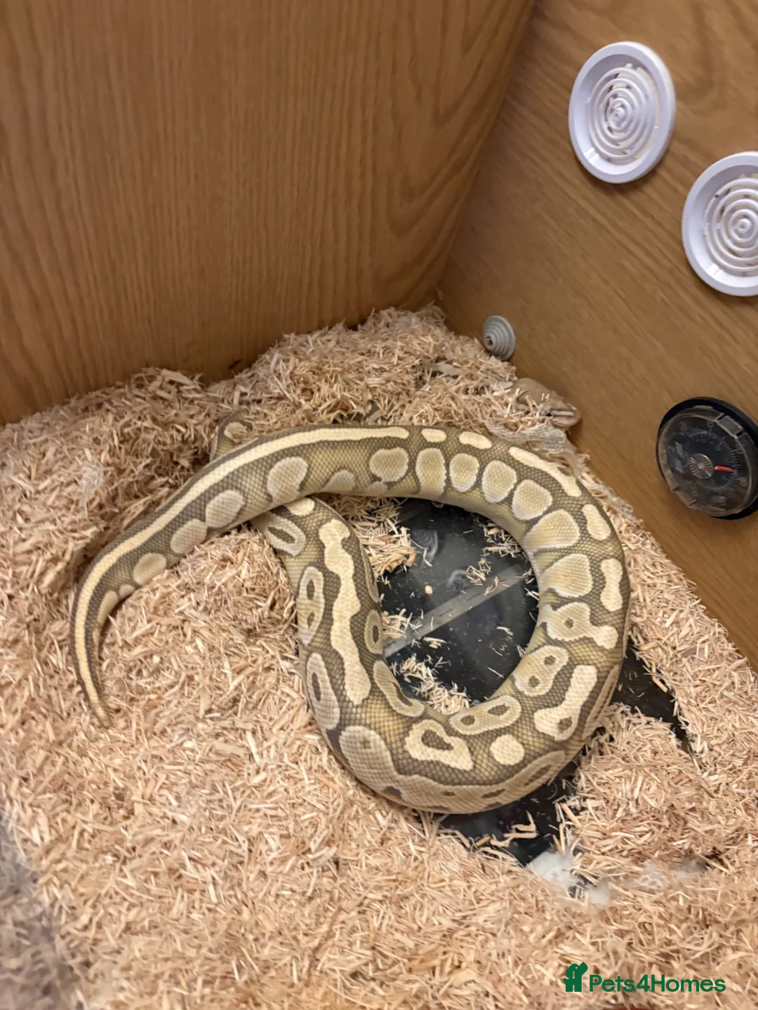Python Snake reptiles for sale: Ball python  in Bradford - Advert 1
