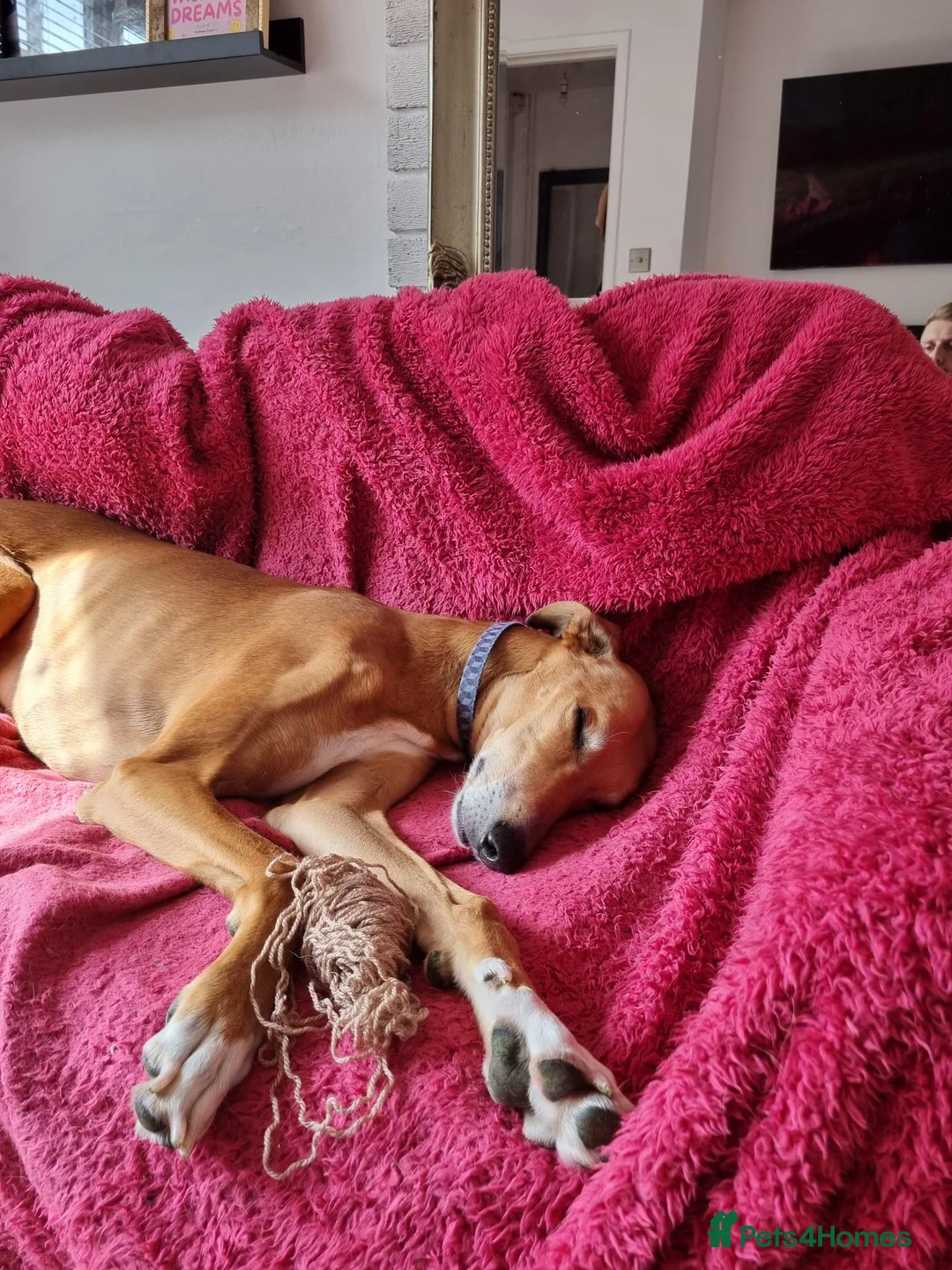 Lurcher dogs for sale: Beautiful 5 year old lurcher boy in Leicester - Advert 7