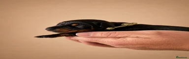 Dobermann 9