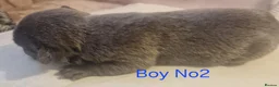 French Bulldog dogs for sale: PEDIGREE FRENCH BULLDOG PUPPIES. in Wolverhampton - Advert 18