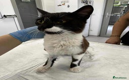 Mixed Breed cats for adoption: Jacob for adoption - Image 2