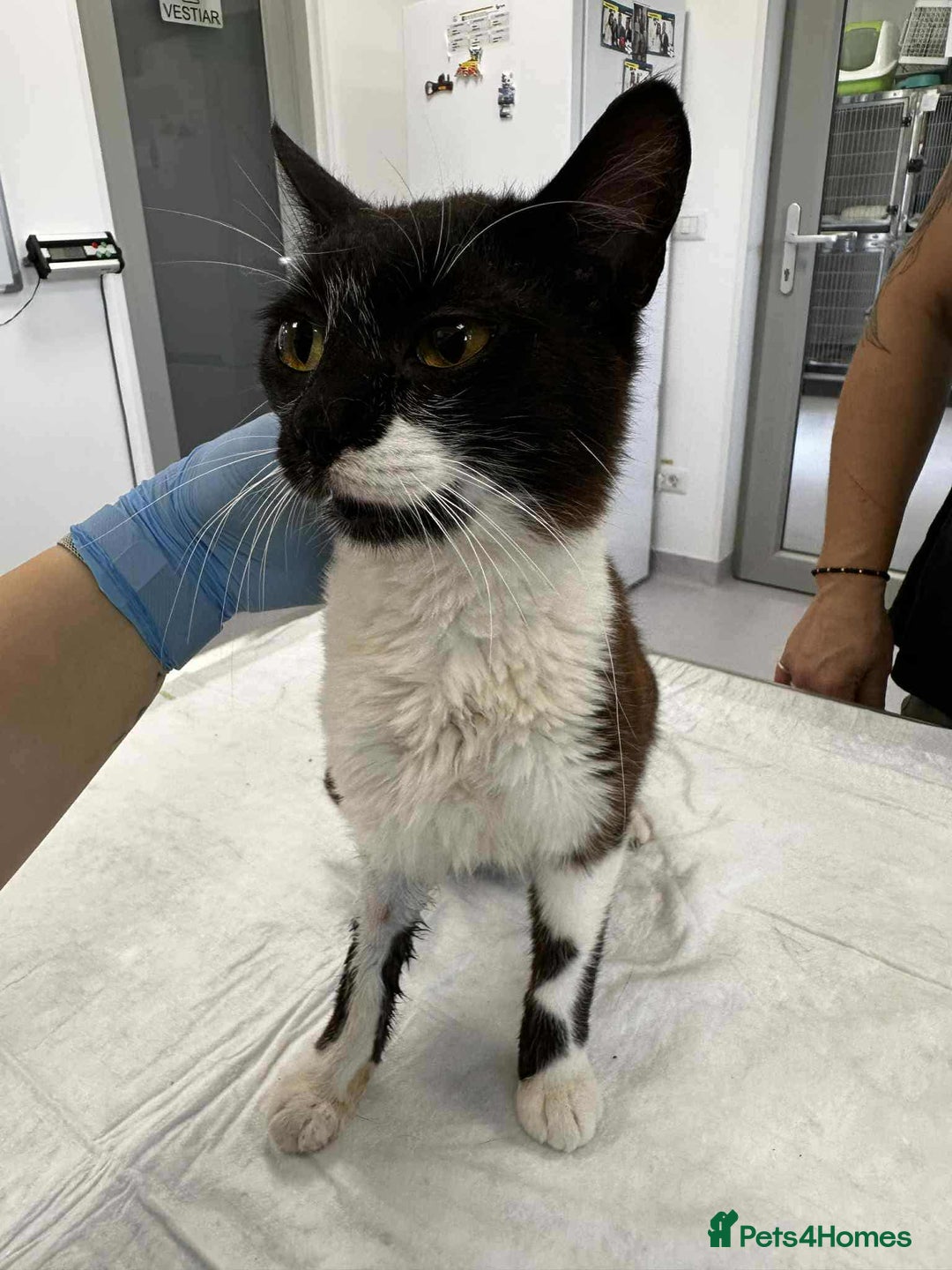 Mixed Breed cats for adoption: Jacob for adoption - Image 2