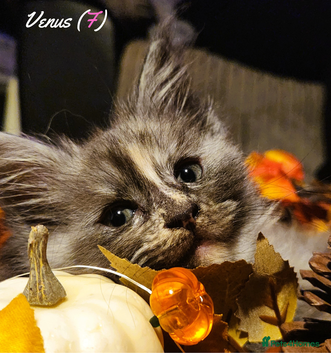 Maine Coon cats for sale: TICA Registered Kittens for Sale  - Image 27