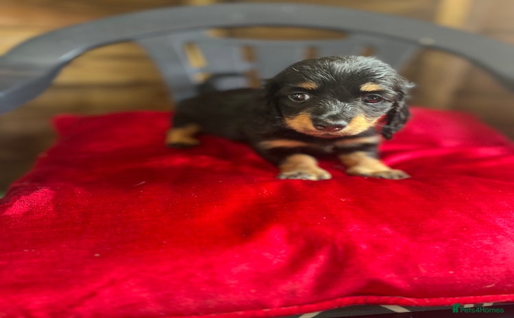 Miniature Dachshund dogs for sale - Advert 3