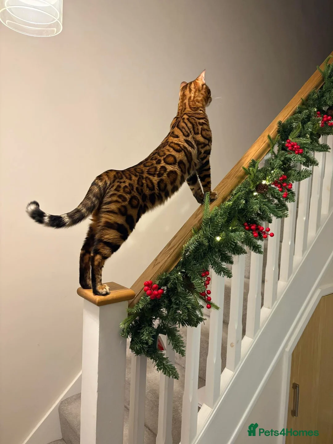 Bengal cats for sale: Pure Bengal Kittens - Advert 1