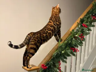 Bengal cats Pure Bengal Kittens - Advert 1