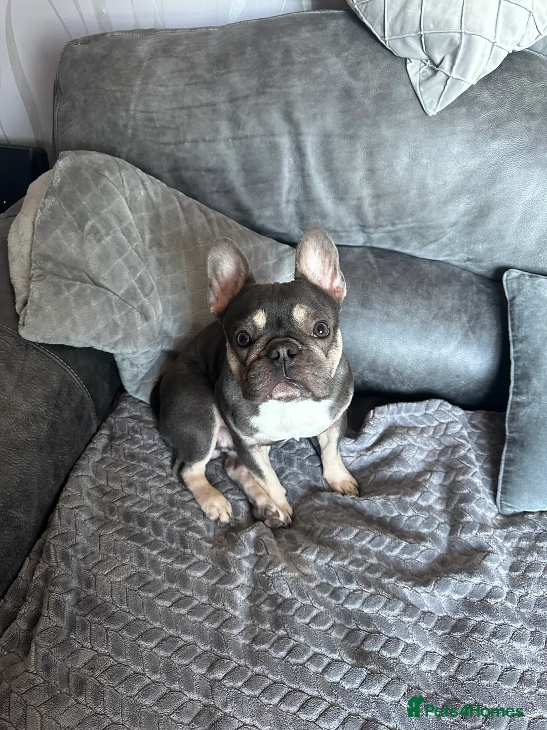 French Bulldog dogs for stud: male French bulldog for stud  - Advert 2