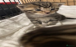 Mixed Breed cats for sale: BengalXTabby kittens LAST BOY LEFT NOW - Image 19