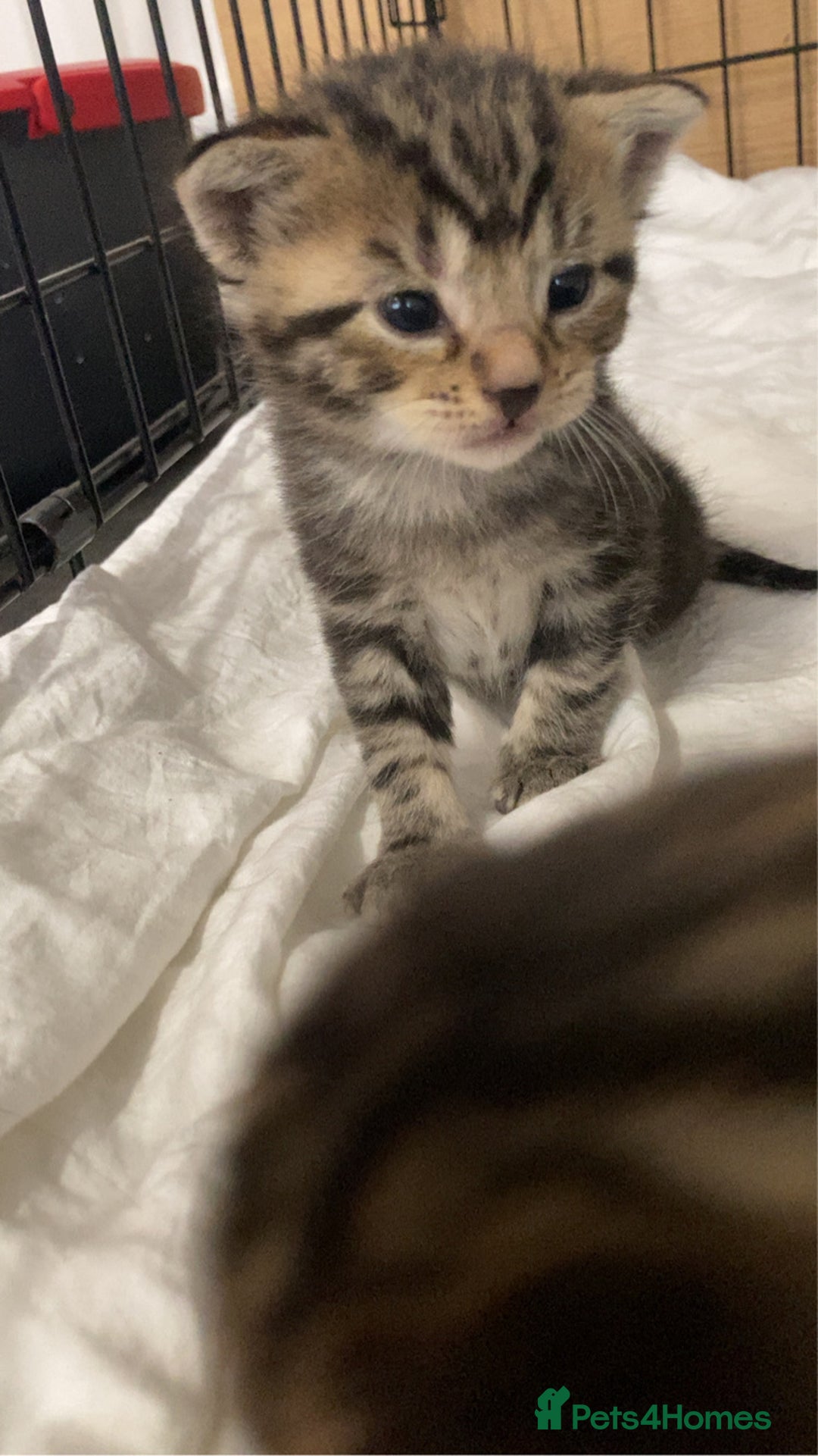 Mixed Breed cats for sale: BengalXTabby kittens LAST BOY LEFT NOW - Image 19