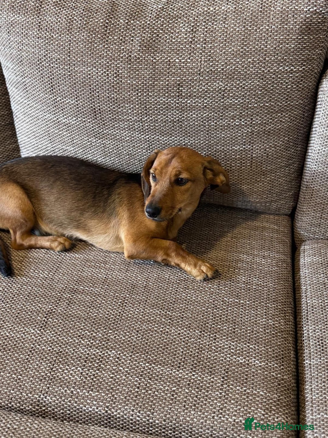 Mixed Breed dogs for adoption: Cutie pie Alex ready for his home - Advert 5