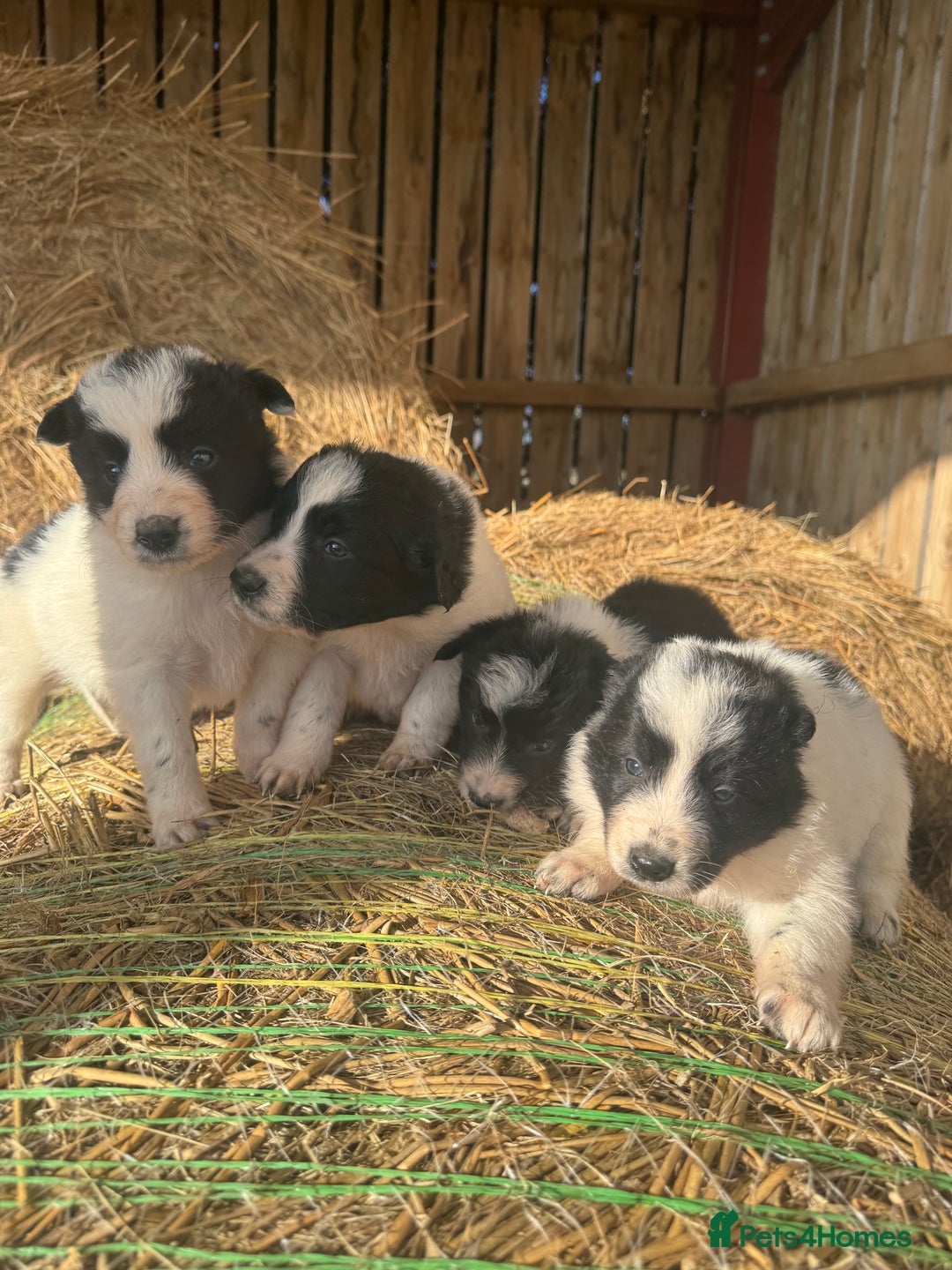 Border Collie dogs for sale: Very cute Border Collie Pups From Working Dogs - Advert 14