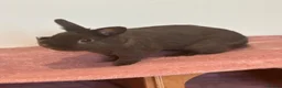 Netherland Dwarf rabbits for sale: Netherland dwarf house rabbits  - Advert 8