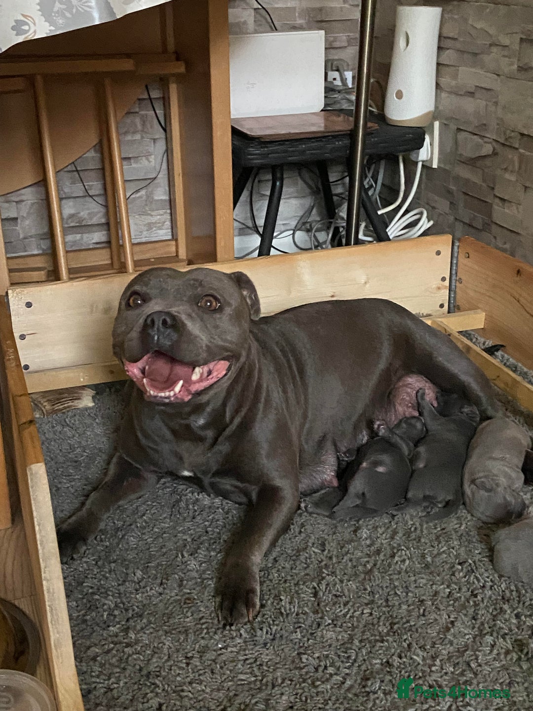 Staffordshire Bull Terrier dogs for sale: solid blues - Image 5