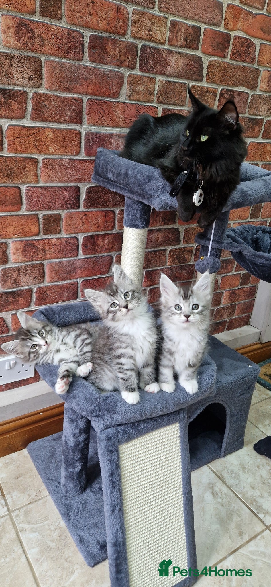 Maine Coon cats Full Pedigree mainecoon kittens  - Advert 1