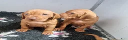 Hungarian Vizsla dogs for sale: Beautiful KC Registered Hungarian Vizsla Puppies  - Advert 34