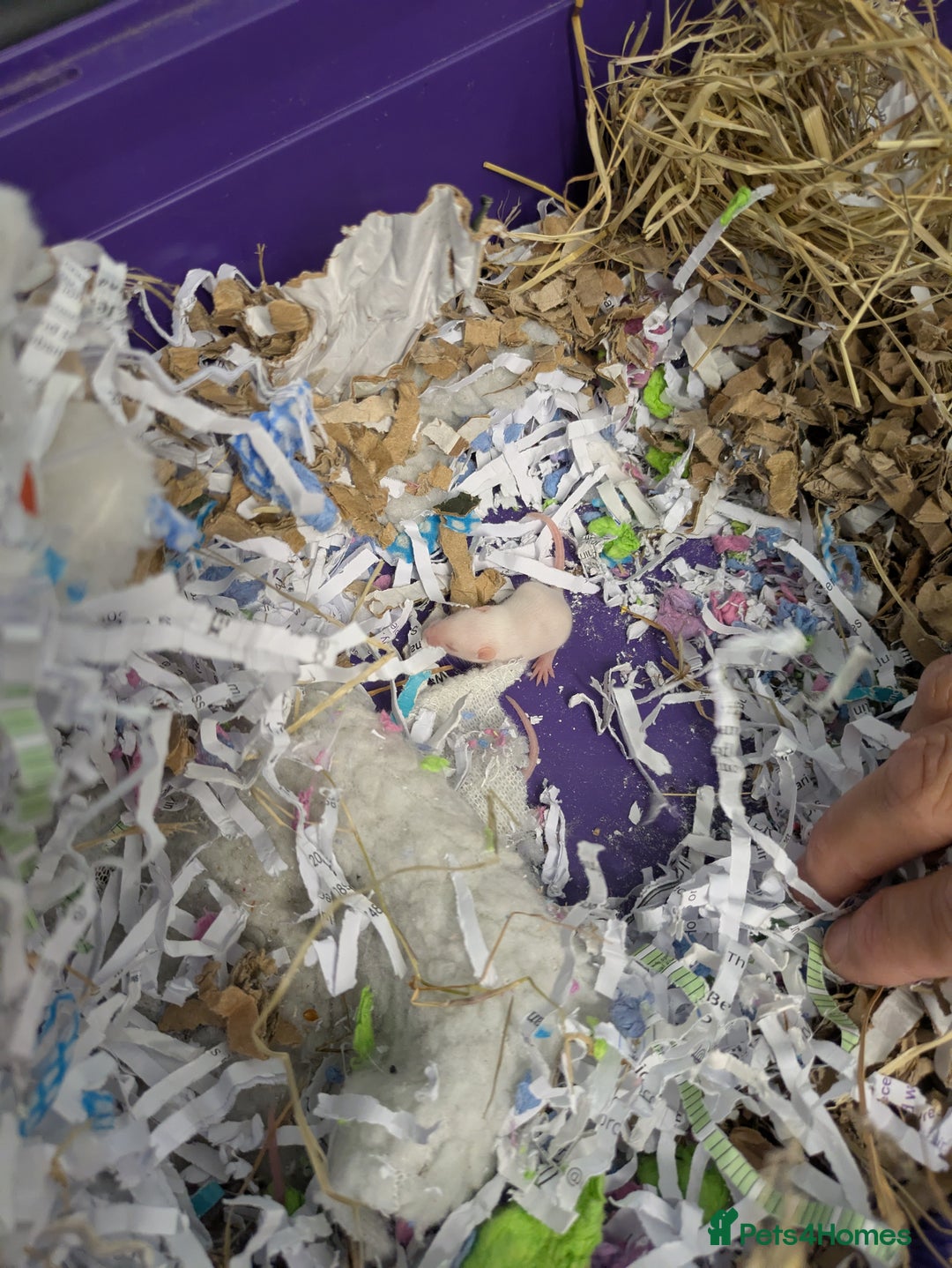 Mouse rodents for sale: Baby mice mixed  - Image 7