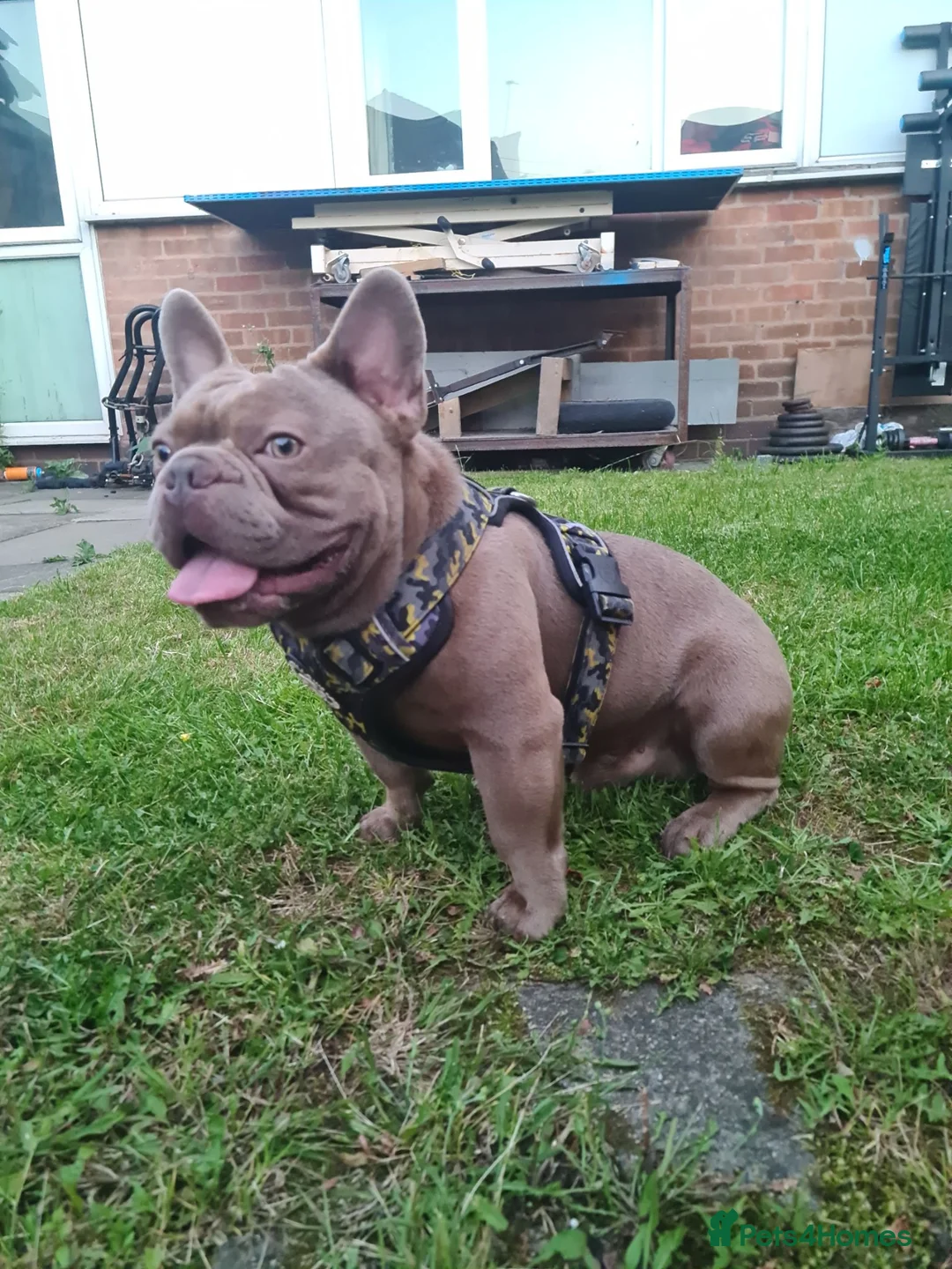 French Bulldog dogs for sale: 2yr old aero  in Birmingham - Advert 2