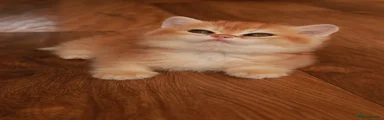 British Shorthair Kitten 3