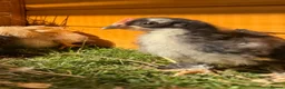 Chickens poultry for sale: Pekin bantams - Advert 10