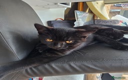 British Shorthair cats for sale:  🐾 Gorgeous Black Kittens – 11 Weeks Old 🐾   - Image 7