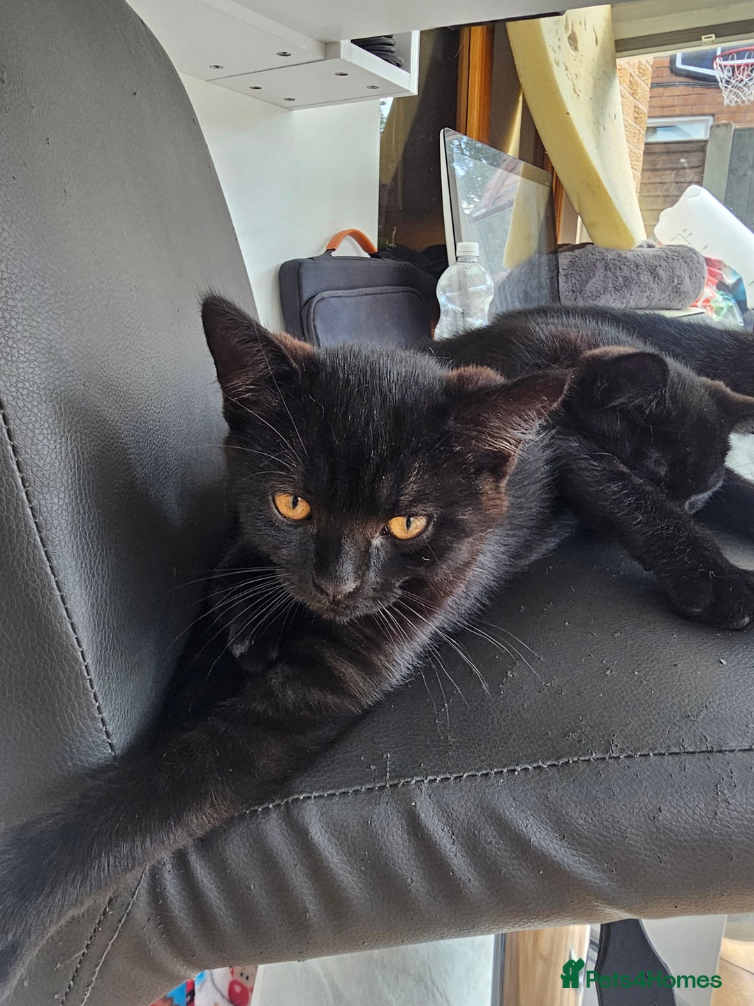 British Shorthair cats for sale:  🐾 Gorgeous Black Kittens – 11 Weeks Old 🐾   - Image 7