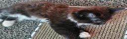 Mixed Breed cats for sale: Kittens 3 ready to leave now - Advert 10