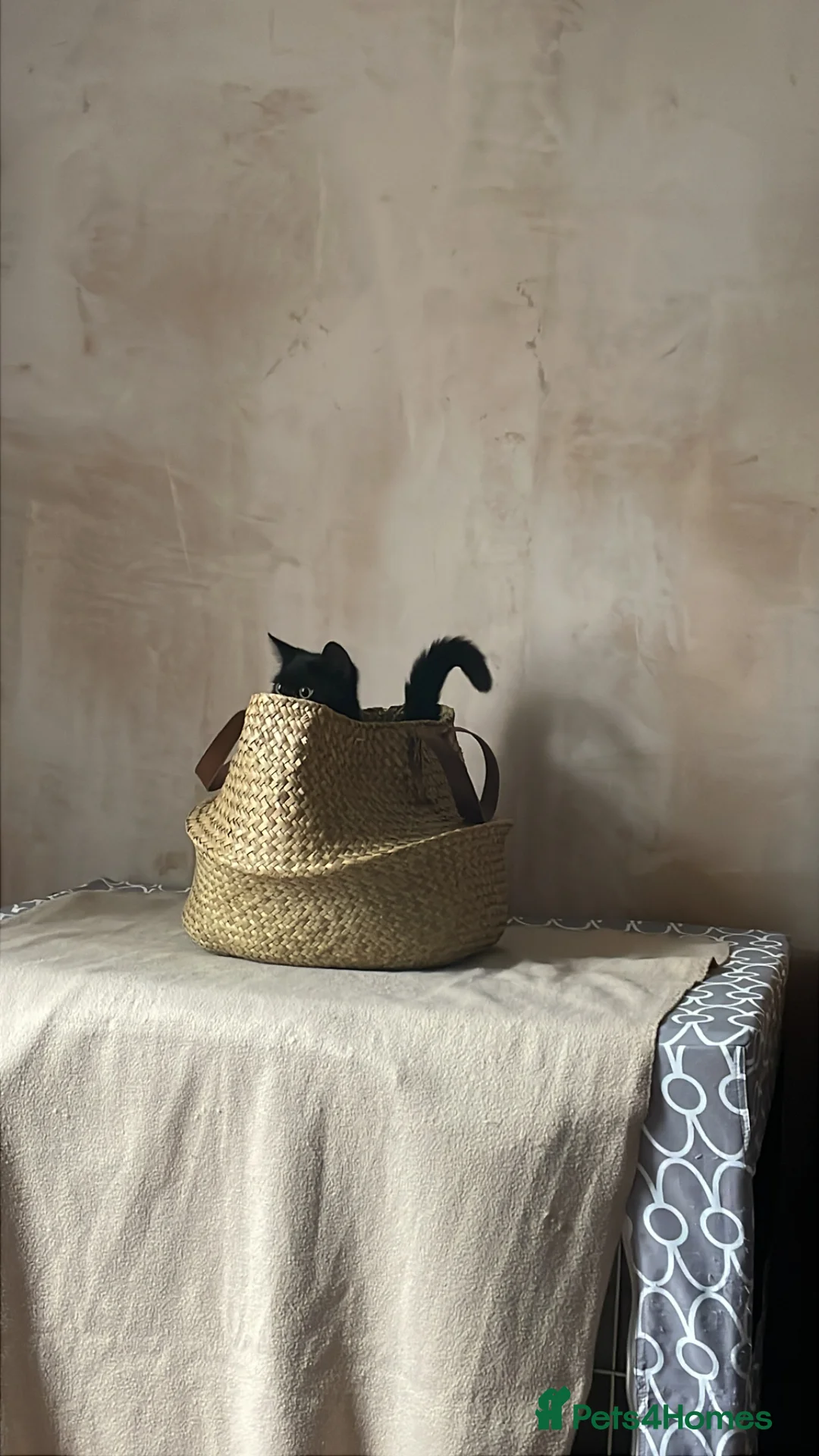 Domestic Shorthair cats for adoption: Star & Dandelion, kitten pair  - Advert 9