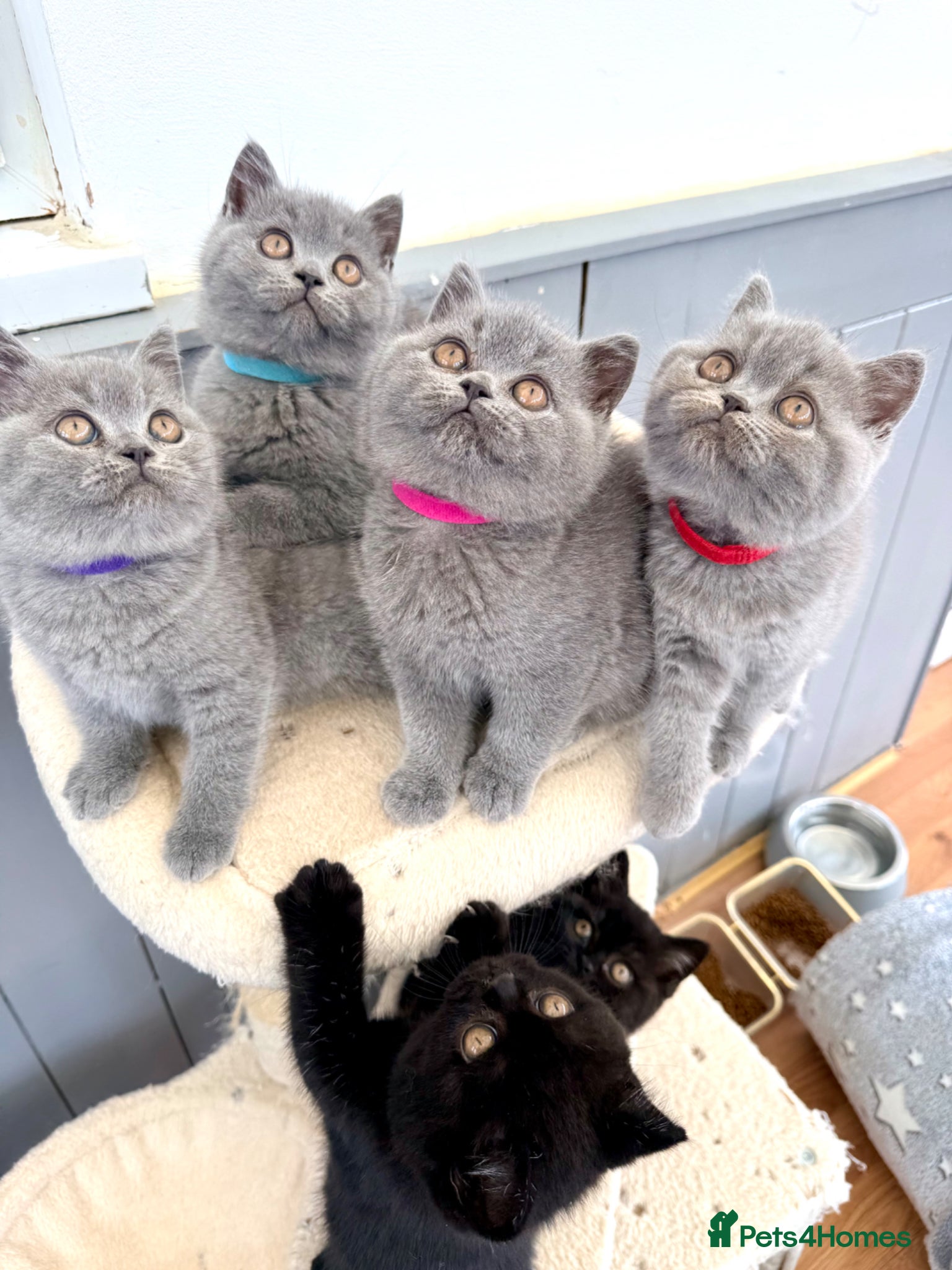 British Shorthair cats for sale: GCCF reg British Shorthair kittens ready to go now - Advert 1