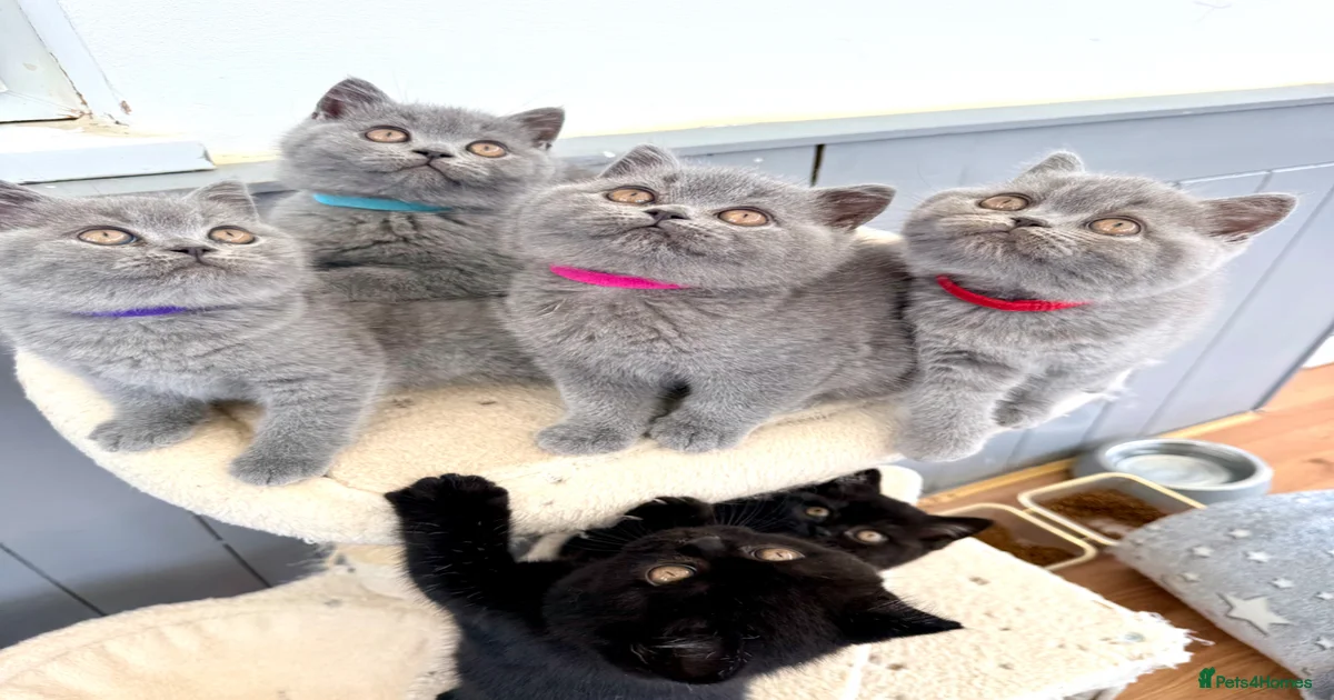 Beautiful view of Risk Of Leukemia In British Shorthair