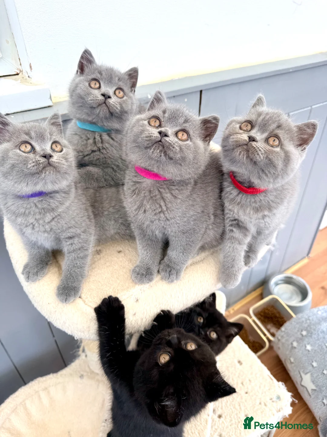 British Shorthair cats for sale: GCCF reg British Shorthair kittens ready to go now - Advert 1