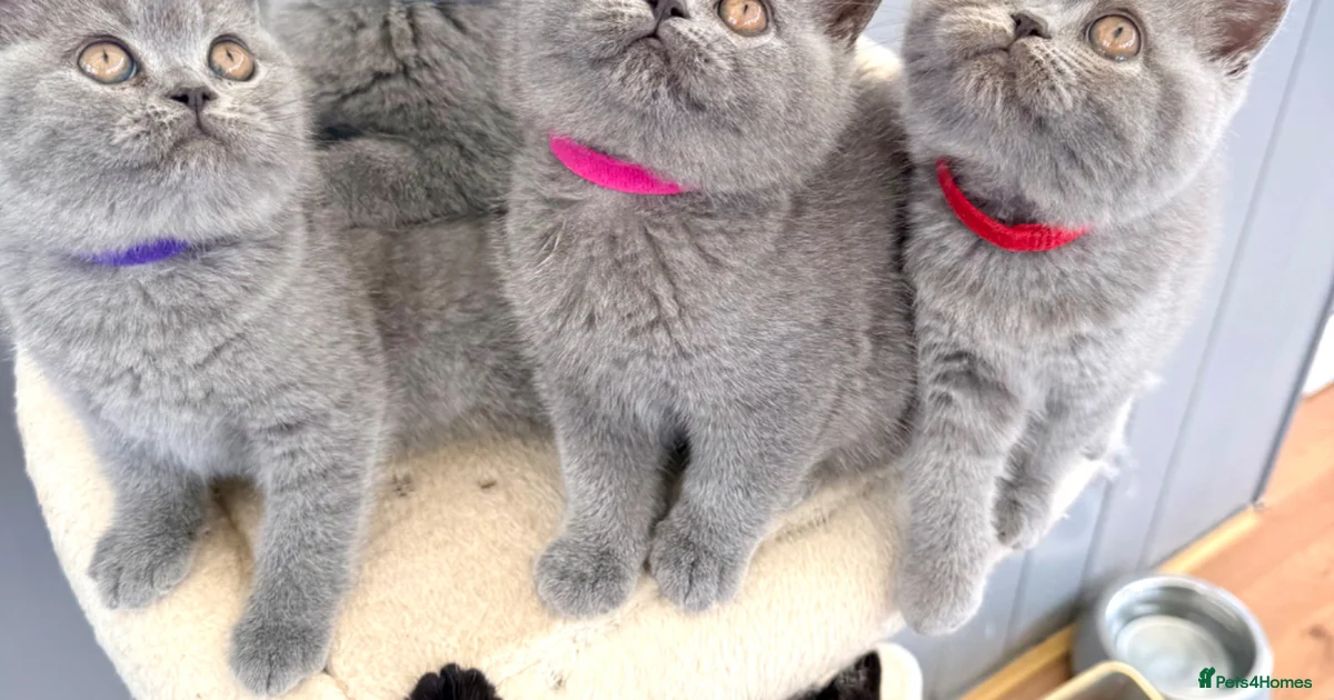 Beautiful view of Risk Of Leukemia In British Shorthair