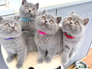 British Shorthair cats for sale: GCCF reg British Shorthair kittens ready to go now - Advert 1