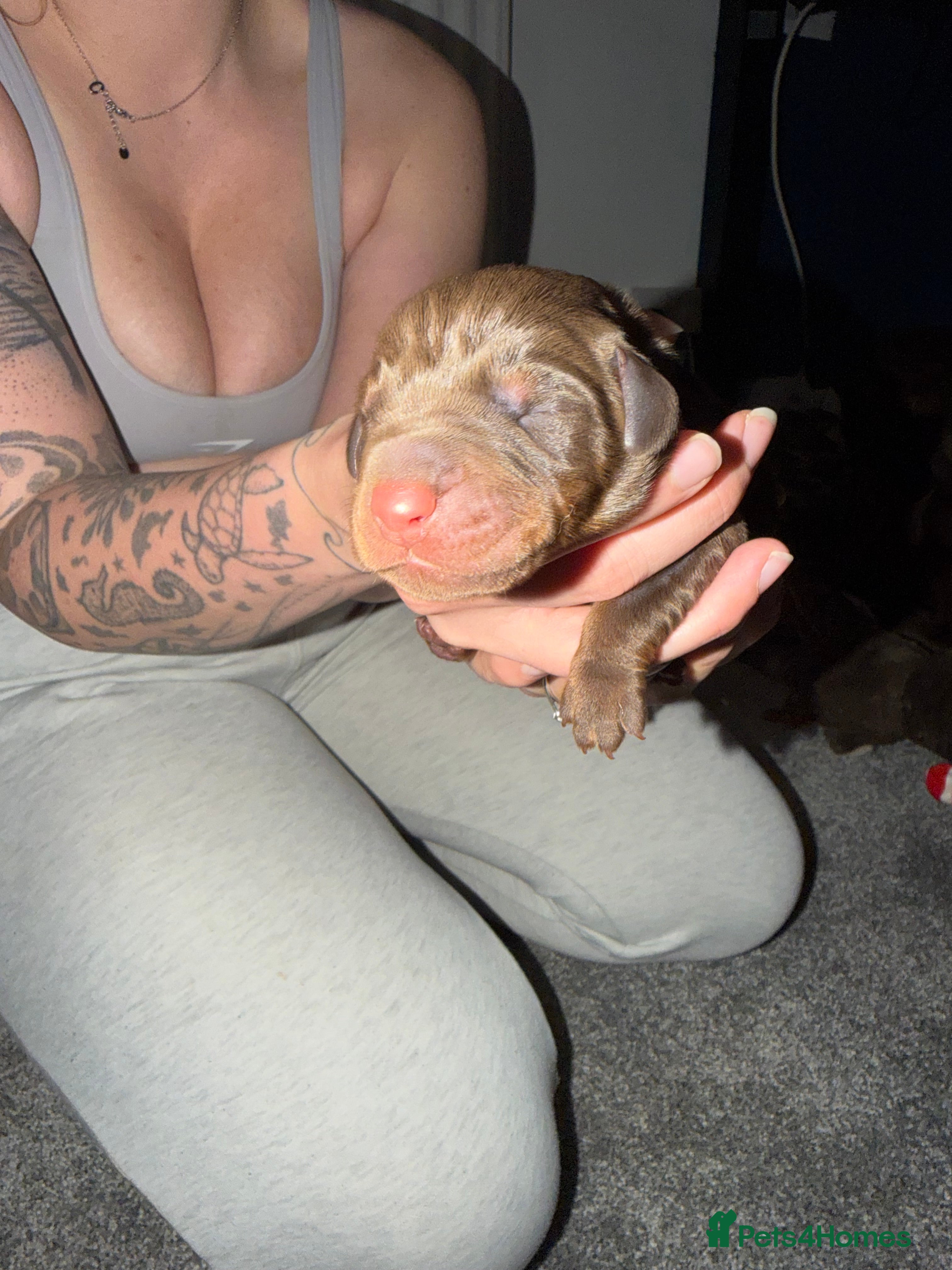 Dobermann Puppy 2
