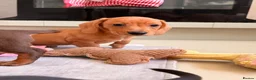 Miniature Dachshund dogs for sale: Pra hereditary clear mini smooth dachshund  - Advert 8